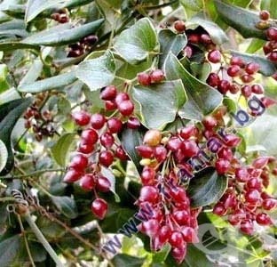 САРСАПАРИЛА КОРЕН 100 гр. БИЛК