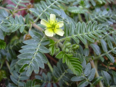 Бабини зъби (Tribulus terrestris)