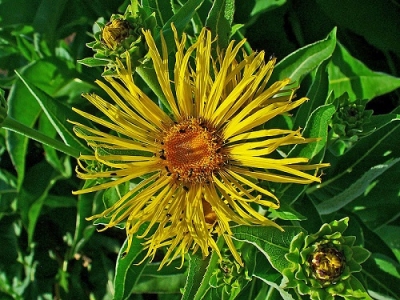 Бял оман (Inula Helenium L.)