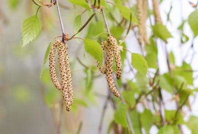 Бяла бреза (Betula pendula)