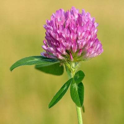 Червена детелина (Trifolium Pratense L.)