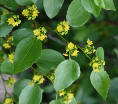 Дракови парички (Paliurus spina-christi)