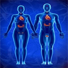 Ендокринна система и диабет