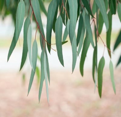 Евкалипт (Eucaliptus)