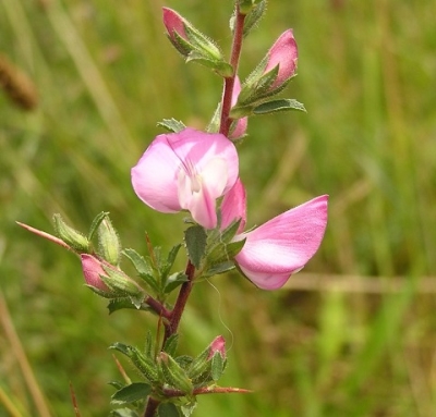 Гръмотрън (Ononis spinosa L.)