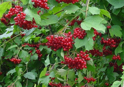 Калина (Viburnum opulus L.)