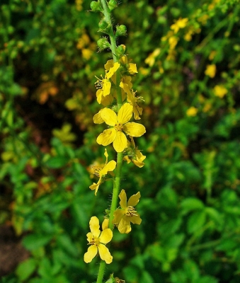 Камшик (Agrimonia Eupatoria L.)