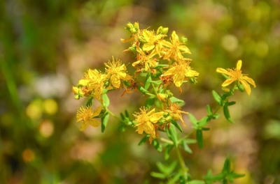 Жълт Кантарион (Hypericum Perforatum)