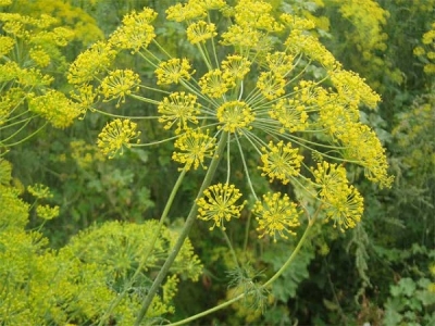 Копър (Anethum graveolens)