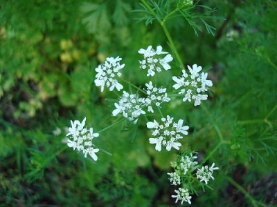 Кориандър (Coriandrum Sativum)