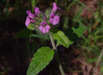 Котешка стъпка (Clinopodium vulgare)