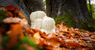 Гъбата Лъвска грива (Hericium erinaceus) - за имунитет и ментално здраве
