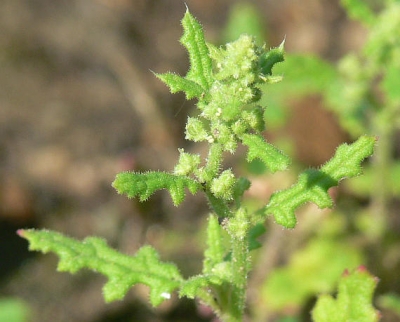 Огниче (Chenopodium Botrys L.)