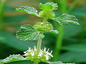 Пчелник (Marrubium vulgare)