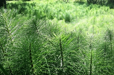 Полски хвощ (Equisetum arvense)