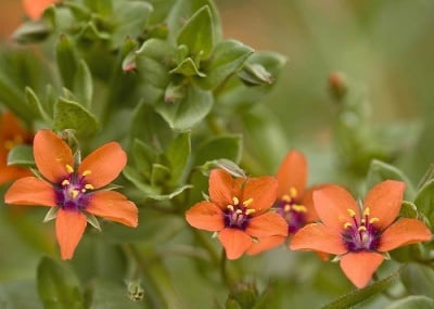 Полско Огнивче (Anagallis Arvensis)