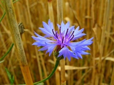 Синя метличина (Centaurea Cyanus)