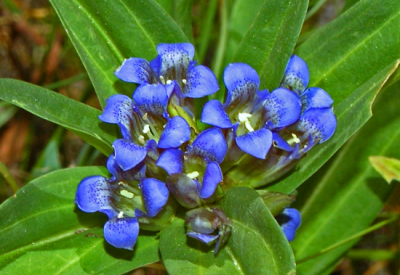 Синя тинтява (Gentiana Cruciata L.)