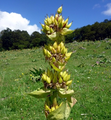 Жълта тинтява (Gentiana Iutea L.)