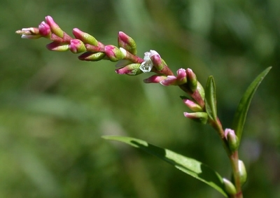 Водно пипериче (Persicaria Hydropiper)