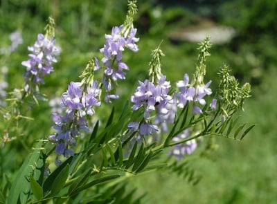 Жаблек (Galega officinalis L.)