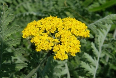 Жълт Равнец (Achillea Clypeolata L)