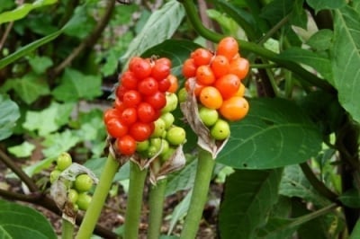 Змийски лапад (Arum Maculatum)