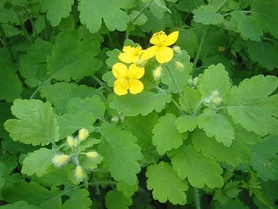 Змийско мляко (Chelidonium Majus L.)