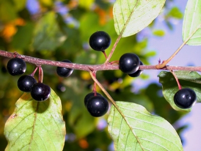 Зърнастец (Rhamnus frangula)