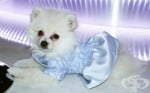 ЧИКИТА ЛУКСОЗНА РОКЛЯ ЗА КУЧЕ LITTLE BLUE DRESS