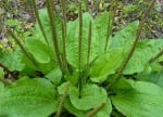 Живовляк (Plantago Major L.)