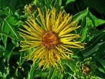 Бял оман (Inula Helenium L.)