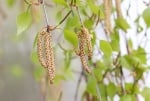 Бяла бреза (Betula pendula)