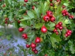 Глог (Crataegus Monogyna L.)