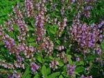 Градински чай (Salvia Officinalis)