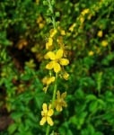 Камшик (Agrimonia Eupatoria L.)
