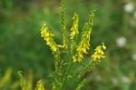 Жълта комунига (Melilotus officinalis )