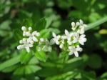 Лазаркиня (Asperula Odorata)