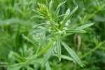 Лепка (Galium aparine)