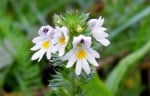 Очанка (Euphrasia)