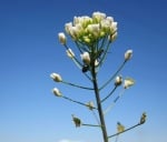 Овчарска торбичка (Capsella Bursa Pastoris)