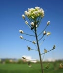 Овчарска торбичка (Capsella Bursa Pastoris)