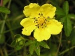 Петопръстник (Potentilla Reptans)