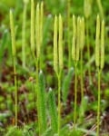 Плавун (Lycopodium Clavatum L.)