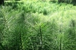 Полски хвощ (Equisetum arvense)