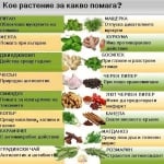 Кое растение за какво помага?