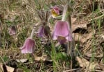 Съсънка (Pulsatilla Pratensis L.)