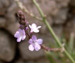 Върбинка  (Verbena officinalis)