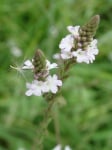 Върбинка  (Verbena officinalis)