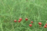 Зайча сянка (Asparagus officinalis)